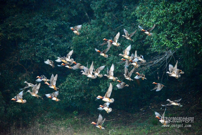 進(jìn)入初冬，大批野生鴛鴦陸續(xù)飛抵江西婺源縣賦春鎮(zhèn)鴛鴦湖越冬，小精靈們?cè)诤嫔匣蛳嗷ヒ蕾恕⑶淝湮椅?；或隨波逐流、嬉戲打鬧，悠閑自在生活在青山綠水之間，優(yōu)良的水域和豐富的湖畔闊葉林，為鴛鴦過冬提供良好生存環(huán)境，婺源鴛鴦湖已成為亞洲最大的野生鴛鴦越冬棲息地。（攝于12月4日下午）