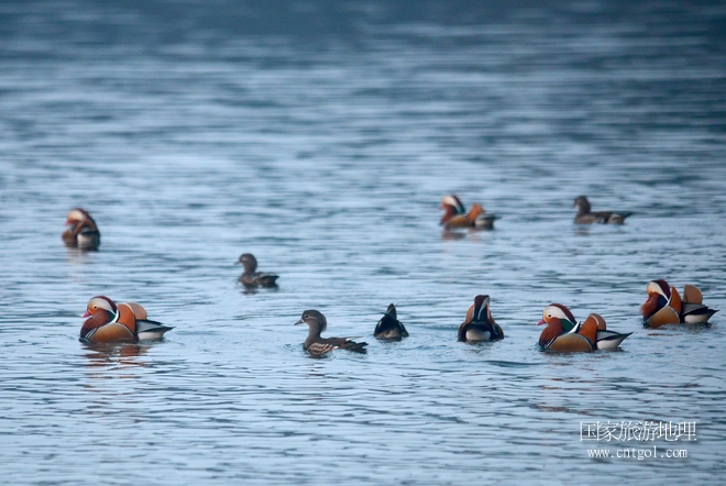 進(jìn)入初冬，大批野生鴛鴦陸續(xù)飛抵江西婺源縣賦春鎮(zhèn)鴛鴦湖越冬，小精靈們?cè)诤嫔匣蛳嗷ヒ蕾恕⑶淝湮椅?；或隨波逐流、嬉戲打鬧，悠閑自在生活在青山綠水之間，優(yōu)良的水域和豐富的湖畔闊葉林，為鴛鴦過冬提供良好生存環(huán)境，婺源鴛鴦湖已成為亞洲最大的野生鴛鴦越冬棲息地。（攝于12月4日下午）