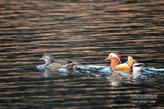 進(jìn)入初冬，大批野生鴛鴦陸續(xù)飛抵江西婺源縣賦春鎮(zhèn)鴛鴦湖越冬，小精靈們?cè)诤嫔匣蛳嗷ヒ蕾?、卿卿我我；或隨波逐流、嬉戲打鬧，悠閑自在生活在青山綠水之間，優(yōu)良的水域和豐富的湖畔闊葉林，為鴛鴦過冬提供良好生存環(huán)境，婺源鴛鴦湖已成為亞洲最大的野生鴛鴦越冬棲息地。（攝于12月4日下午）